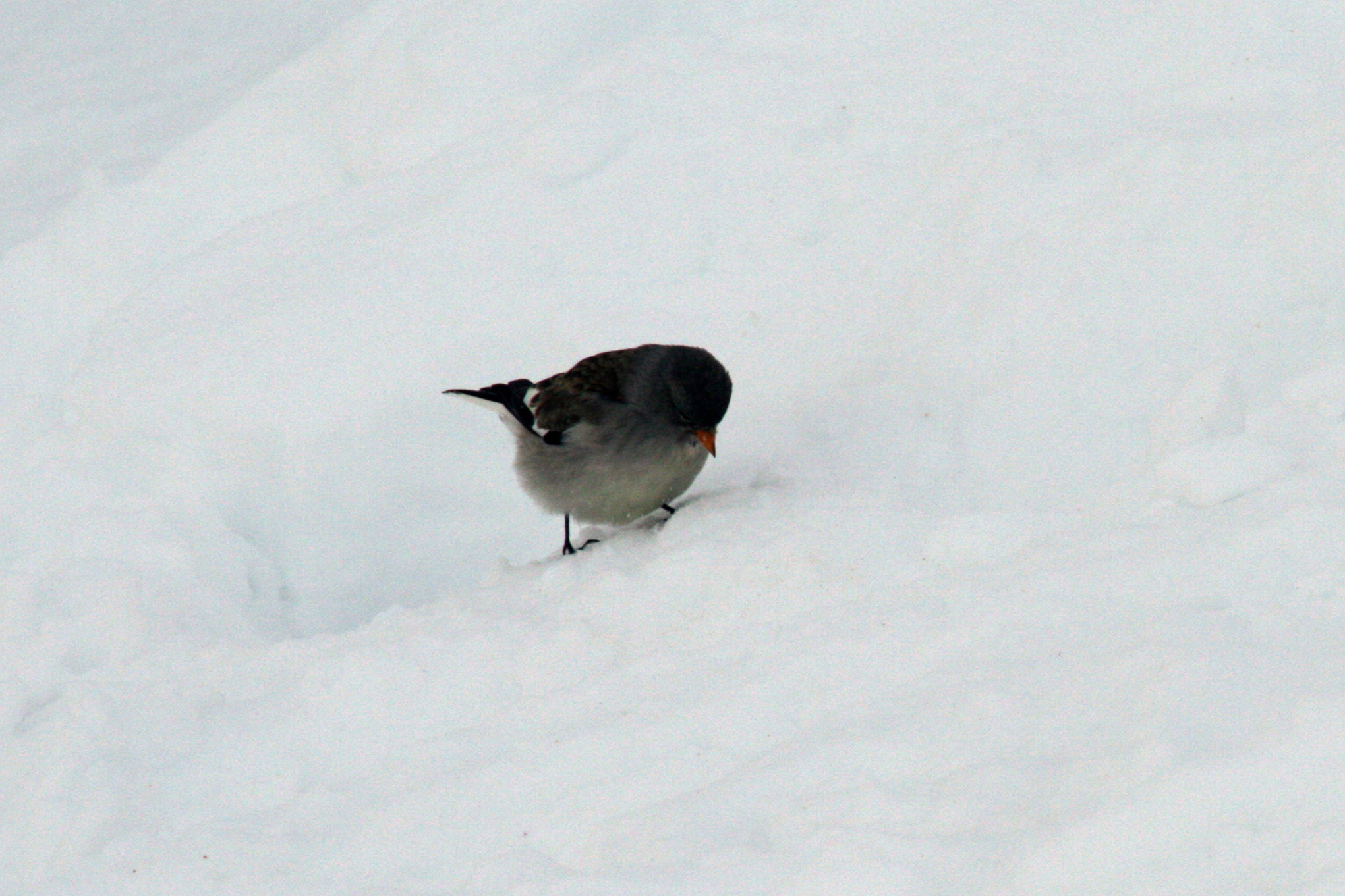 Une niverolle alpine