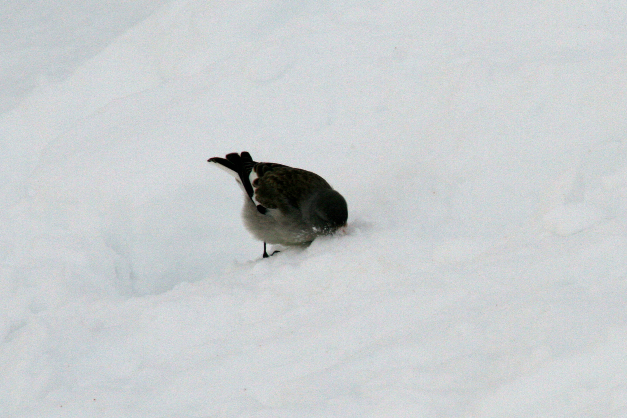 Une niverolle alpine